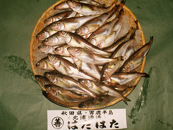 ハタハタ寿し